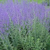 Perovskia atriplicifolia Blue Spire image