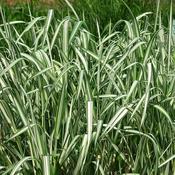 Phalaris arundinacea var picta