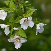 Philadelphus Belle Etoile
