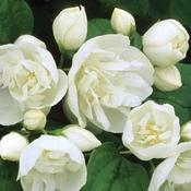 Philadelphus Virginal