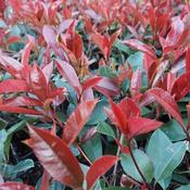Photinia x fraseri Red Robin image