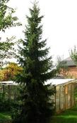 Picea omorika - Serbian Spruce