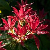 Pieris japonica Forest Flame