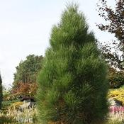 Pinus nigra Pyramidalis
