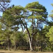 Pinus nigra nigra - Austrian Black Pine