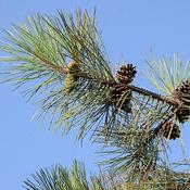 Pinus nigra subsp. laricio