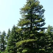 Pinus peuce - Macedonian Pine