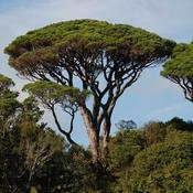 Pinus pinea - Stone Pine