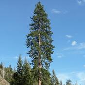 Pinus ponderosa - Western Yellow Pine