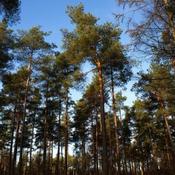 Pinus sylvestris - Scots Pine