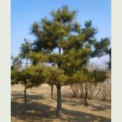 Pinus thunbergii - Japanese Black Pine