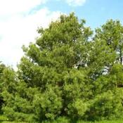 Pinus wallichiana - Bhutan pine