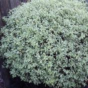 Pittosporum tenuifolium Silver Queen image