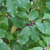 Pittosporum tenuifolium