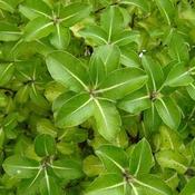 Pittosporum tenuifolium Gold Star