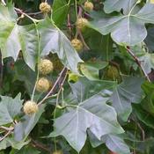 Platanus x acerifolia - London Plane