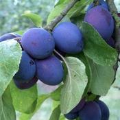 Plum Czar