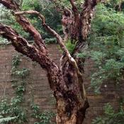 Polylepis australis