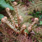 Polystichum setiferum