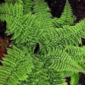 Polystichum setiferum Plumoso-densum