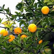 Poncirus trifoliata