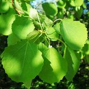 Populus tremula - Aspen