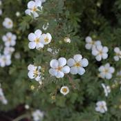Potentilla fruticosa Abbotswood