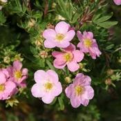 Potentilla fruticosa Lovely Pink