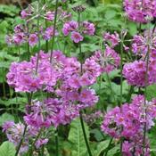 Primula beesiana AGM image