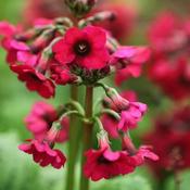 Primula japonica Miller's Crimson AGM