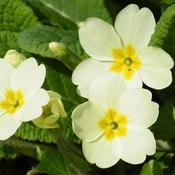 Primula vulgaris - Primrose