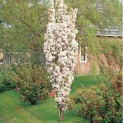 Prunus Amanogawa - Flagpole Cherry