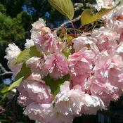 Prunus serrulata Kanzan