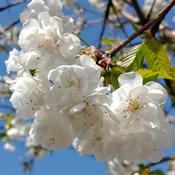 Prunus avium Plena