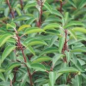 Prunus lusitanica Angustifolia AGM - Portugal Laurel