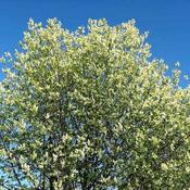 Prunus padus - Bird Cherry