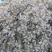 Prunus x yedoensis Shidare yoshino