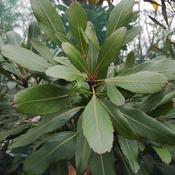 Pseudopanax lessonii Moa's Toes