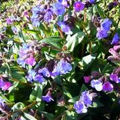 Pulmonaria Blue Ensign