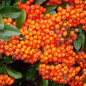 Pyracantha Orange Glow