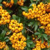 Pyracantha Soleil d'Or