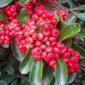 Pyracantha coccinea Red Column