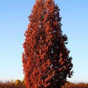 Quercus bimundorum Crimson Spire