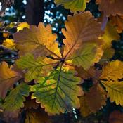 Quercus dentata