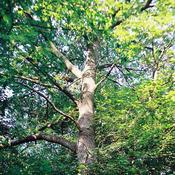 Quercus frainetto - Hungarian Oak image