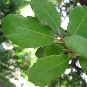 Quercus ilex - Holm Oak