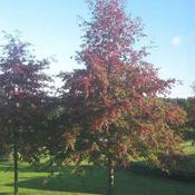 Quercus palustris - Pin Oak