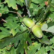 Quercus petraea - Sessile Oak