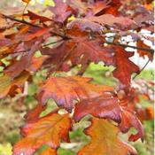 Quercus rubra - Red Oak