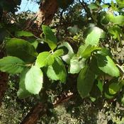 Quercus suber - Cork Oak